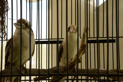 DSC_2320 (Large).JPG